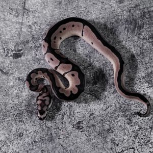 Blade VPI Axanthic Clown