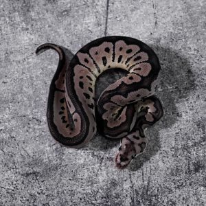 Spotnose Blade VPI Axanthic Clown