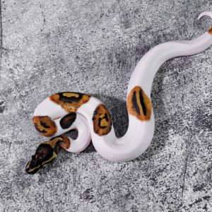 Pied 100% Het VPI Axanthic