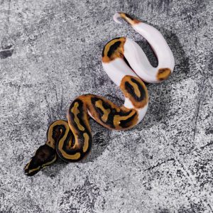Pied 100% Het VPI Axanthic