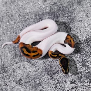 Pied 100% Het VPI Axanthic