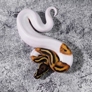 Pied 100% Het VPI Axanthic