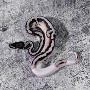 VPI Axanthic Pied