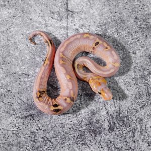 Hurricane Cypress Carnage Banana Spotnose 100% Het Clown Poss YB