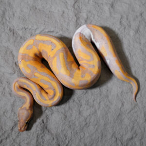 Banana OD YB Enchi  Pied Poss GeneX