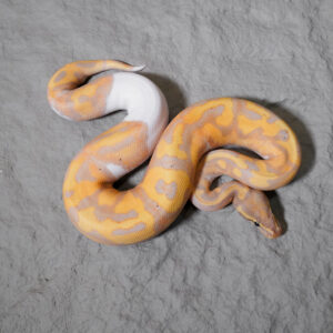Banana OD YB Enchi  Pied Poss GeneX