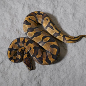 Enchi 66% DH Sunset Pied