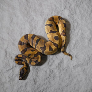 Super Enchi 66% DH Sunset Pied