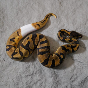 Enchi Pied 66% Het Sunset