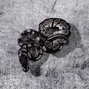 VPI Axanthic 100% Het Pied