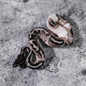 VPI Axanthic Pied