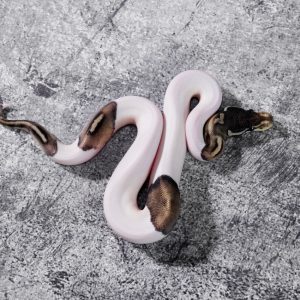 Black Pastel VPI Axanthic Pied