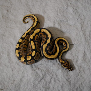 Spotnose Red Stripe 100% Het Clown