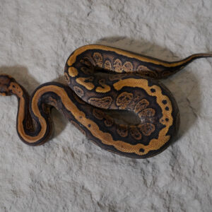 Red Stripe Chocolate YB 100% Het Clown