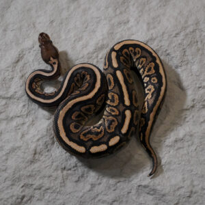 Cinnamon Spotnose YB 100% Het Clown