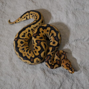 Spotnose Red Stripe  Clown