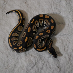 Black Head Red Gene 100% DH Monarch Clown