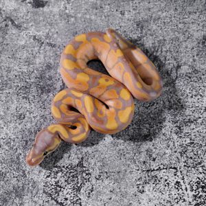 Banana Calico Poss YB