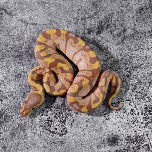 Banana GHI Calico Pastel Poss Enchi YB