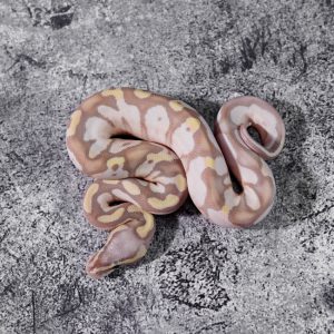 Banana Calico Enchi YB Pastel Poss GHI