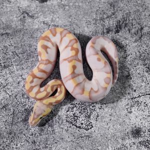 Banana Calico Enchi Pastel Poss YB GHI