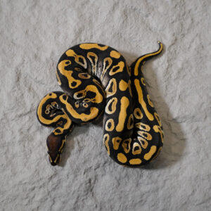 Hurricane Phantom 100% Het Clown