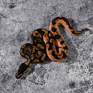 Calico Enchi Poss YB