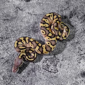 Pastel Butter Poss YB