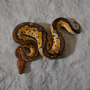 Red Stripe Clown Poss YB