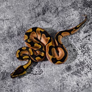 Calico Enchi Poss YB