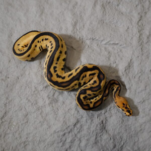 OD Leopard Spotnose Clown (HI)