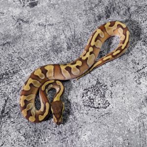 Enchi Mojave 66% DH Sunset Pied