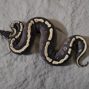GHI Mojave Leopard 100% Het Clown