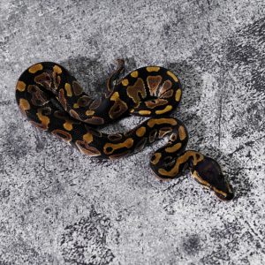Joliff Tiger  100% Het Clown 66% Het Hypo