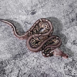 Super Pastel Cinnamon 66% Het Puzzle Poss Vanilla