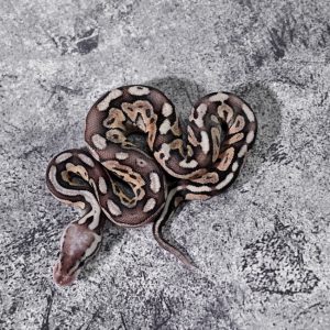 Super Pastel Cinnamon Vanilla 66% Het Puzzle