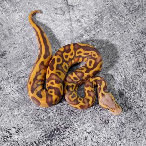 Black Pewter Leopard YB Ultramel