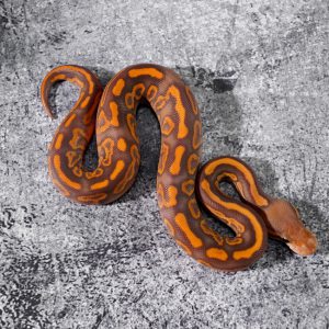 Black Pastel Leopard Spotnose YB Ultramel