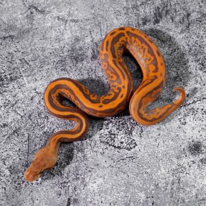 Black Pastel Leopard Spotnose YB Ultramel