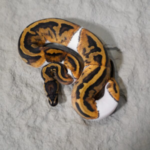Panther Pied