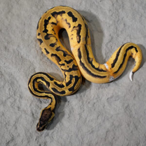 Panther OD Enchi Pastel Pied
