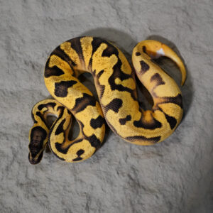 Panther OD Enchi Pastel Pied