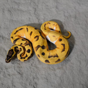 Panther OD Enchi  YB Pastel Pied