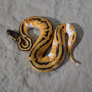 Panther YB Pastel Pied Poss Enchi