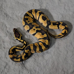 Chocolate Pastel Enchi 100% DH Desert Ghost Hypo