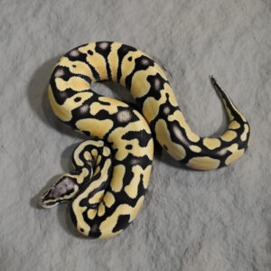Pastel Enchi Desert Ghost 100% Het Hypo
