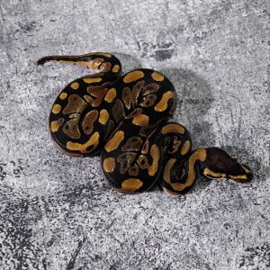 Normal 100% DH VPI Axanthic Clown