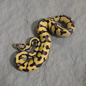 Chocolate Pastel Enchi Desert Ghost Hypo