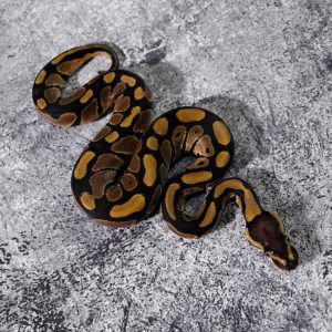 Blade 100% DH VPI Axanthic Clown