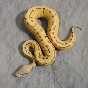 Chocolate Pastel Pin Desert Ghost Hypo Poss Enchi